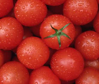 Ученые вывели новый сорт помидоров