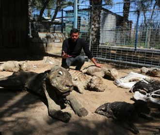 В венесуэльском зоопарке около 50 животных умерли от голода