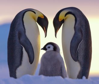ЦИК разрешила полярникам в Антарктиде сделать самодельные бюллетени