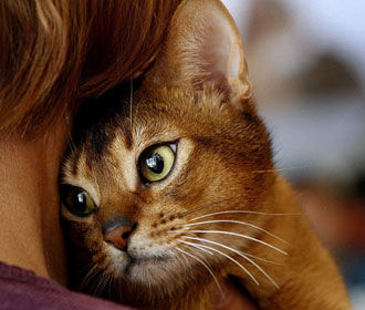 Коты и кошки по-разному реагируют на мяуканье котят
