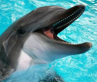 Озабоченный дельфин утомил пловцов приставаниями