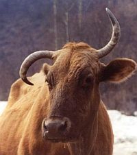 В Приднестровье коровы убили пастуха