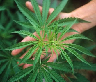 Ученые развенчали миф о безопасности растительного наркотика