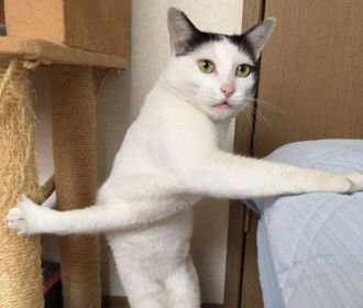 Неопределившийся кот стал популярным мемом в интернете