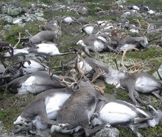 В Норвегии от удара молнии погибли 323 оленя