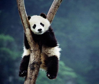 Большую панду исключили из «вымирающего» вида