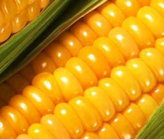 Самые популярные гибриды кукурузы и подсолнечника