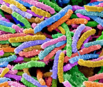 Найдены древние бактерии с устойчивостью к антибиотикам
