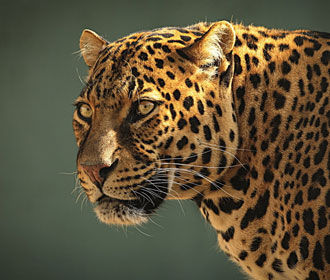 Из мариупольского зоопарка сбежал леопард