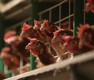 Украина вошла в тройку главных экспортеров курятины в ЕС