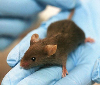 Почему тесты лекарств на животных несостоятельны