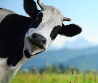 Коровы могут вызвать новую мировую эпидемию