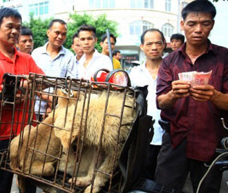 В Китае перестали считать собак съедобными животными