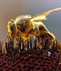 Медоносные пчелы оказались полиглотами