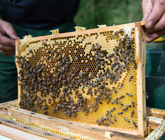 В Украине утверждены обязательные требования к меду