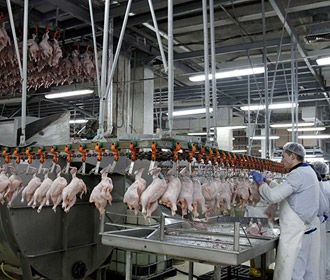 Евросоюз частично возобновил импорт курятины из Украины