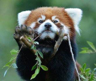 Ученые открыли новый вид красных панд