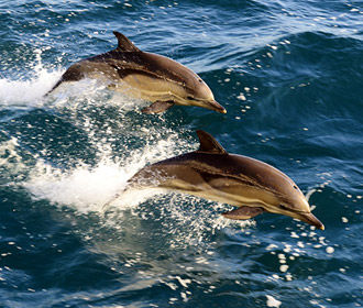 Ученые предсказали полное вымирание дельфинов
