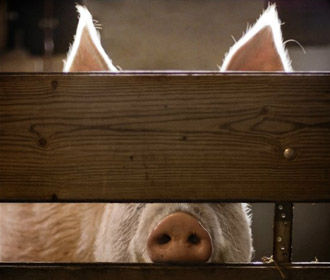 В Украину завозят мясо больных свиней