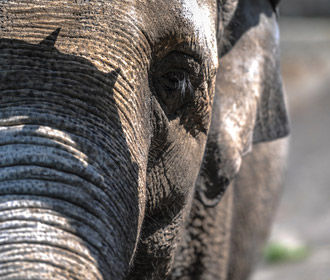 В Африке браконьеры "за раз" убили 87 слонов
