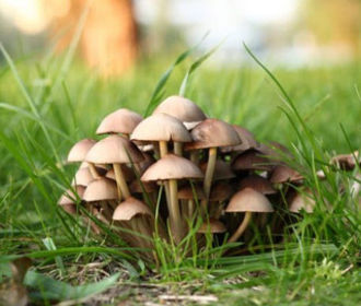 Секрет эффекта галлюциногенных грибов раскрыт