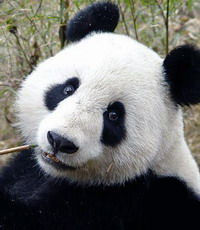 Панда побьет рекорд по жизни в неволе