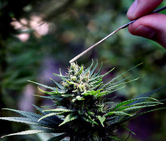 В Великобритании легализовали медицинскую марихуану