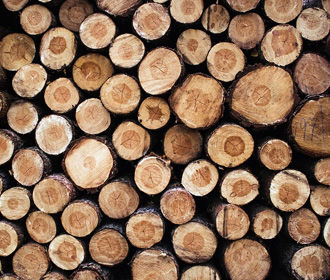Зеленский подписал закон о запрете сплошной вырубки лесов в Карпатах