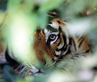 Доклад WWF о вымирании животных истолкован неверно - СМИ