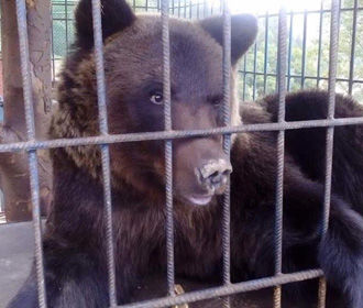 На турбазе в Карпатах медведь напал на девушку