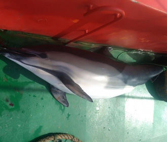 В Грузии капитана турецкого судна оштрафовали на 15 тыс. долларов за убийство дельфина