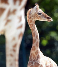 Ученые объяснили появление длинной шеи у жирафов