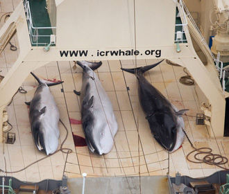Япония с 1 июля возобновляет коммерческий промысел китов