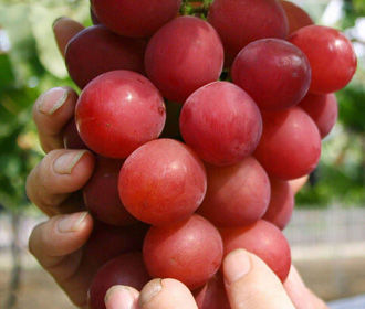 «Полезная программа»: как выбрать вкусный и полезный виноград?