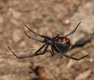 На черноморских курортах стали находить опасных ядовитых пауков