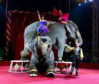 Минкульт разработал законопроект о запрете животных в цирке