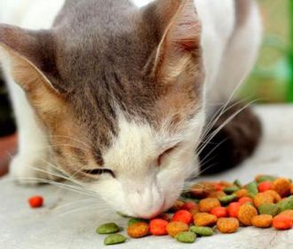 Как выбрать корм для своей кошки