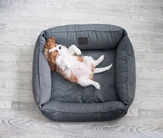 Уютный собачий лежак – лучший подарок от любящего хозяина!