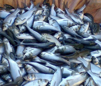 Украина и РФ подписали договор по рыболовству в Азовском море