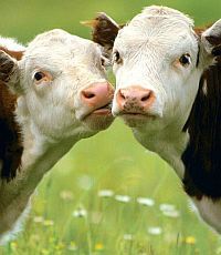 Британские эксперты признали безопасность мяса клонированных животных