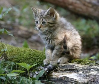 В Швейцарии лесной кот объявлен животным 2020 года