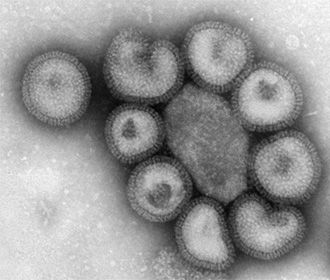 Великобритания считает необходимым изучить происхождение коронавируса