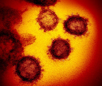 Найдена мощная защита от коронавируса