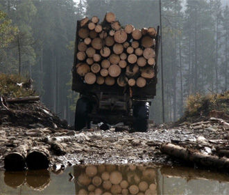 Закарпатские лесники готовят переворот в ведомстве ради возвращения «лесной мафии»