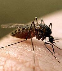 Малярия древнее человечества