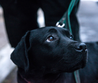В Бразилии суд позволил собакам претендовать на моральную компенсацию