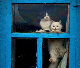 Коты в окне
