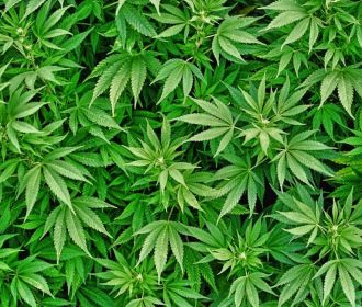 Исследователи нашли новое применение медицинской марихуане