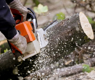 На Украине рекордными темпами заготавливают дрова
