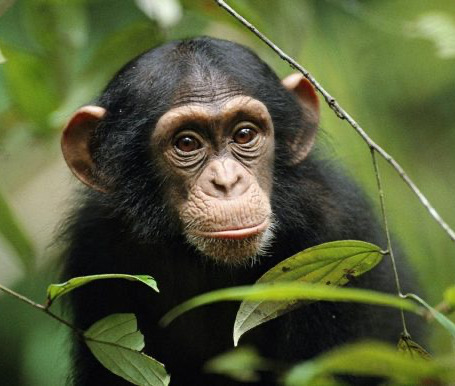 Японские ученые вылечили обезьяну от ВИЧ